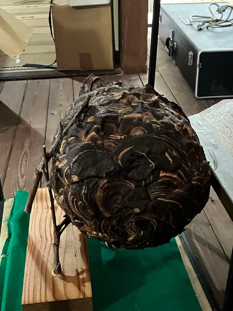 スズメバチの巣 42✖️54 標本