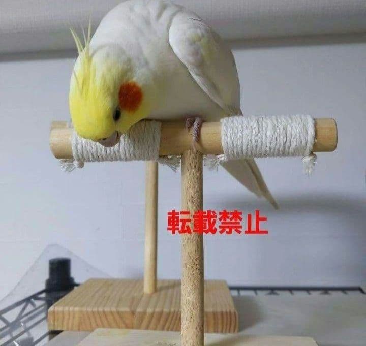 g157 止まり木 Tパーチ スタンド バードトイ フォージングトイ色々セット