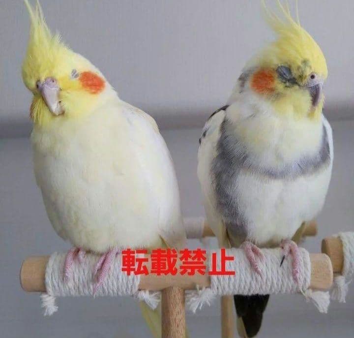 g157 止まり木 Tパーチ スタンド バードトイ フォージングトイ色々セット