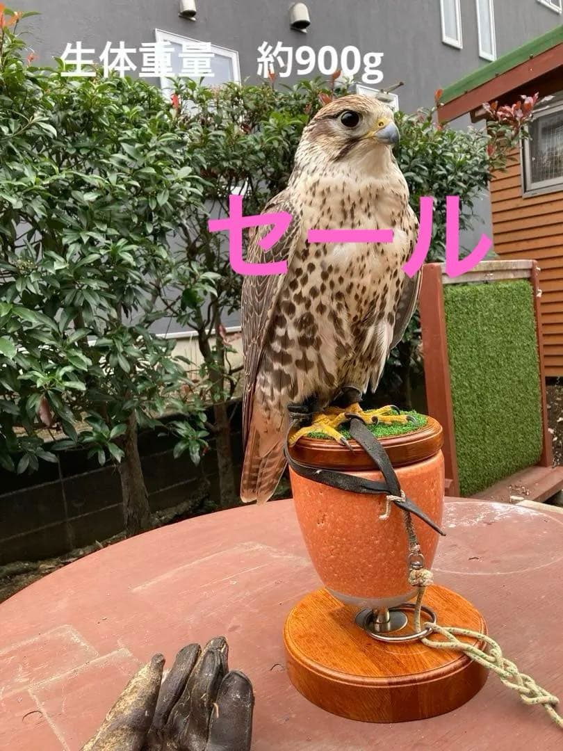 NEW猛禽MSパーチファルコンブロック（屋内用） グリーン 分離型