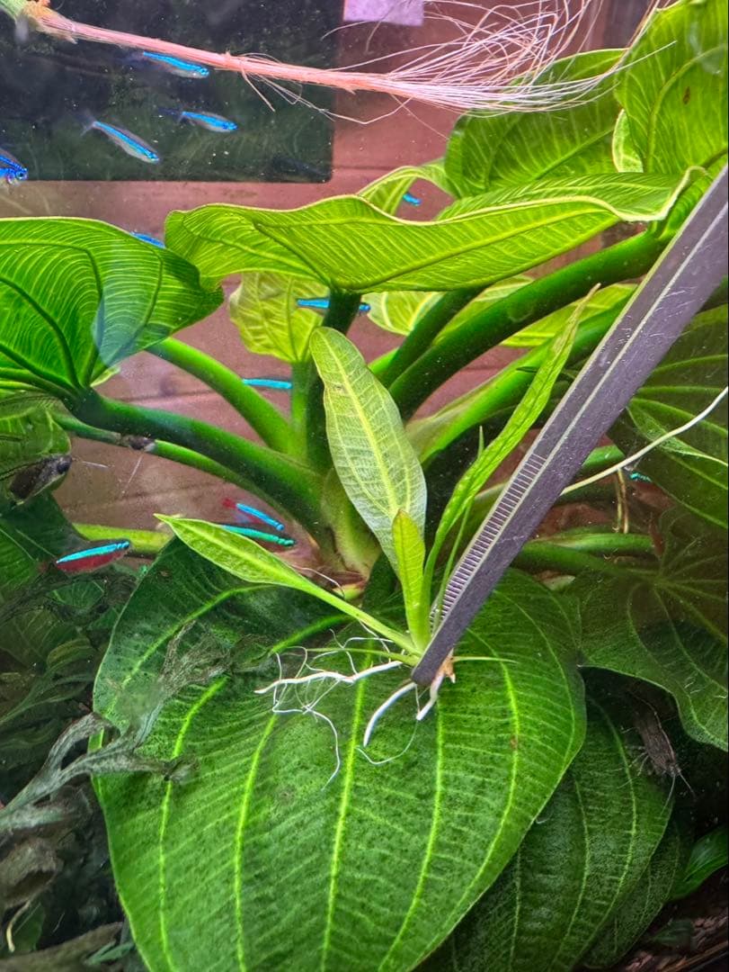 エキノドルスホレマニーグリーン 座標軸 親株｜エキノドルスホレマニー