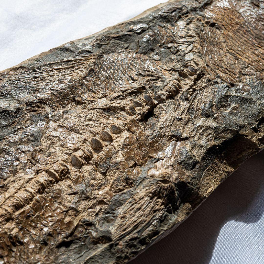 極上 古代魚 パラエロプス 全身 化石 本物 サンタナ層産 67.3cm pe1