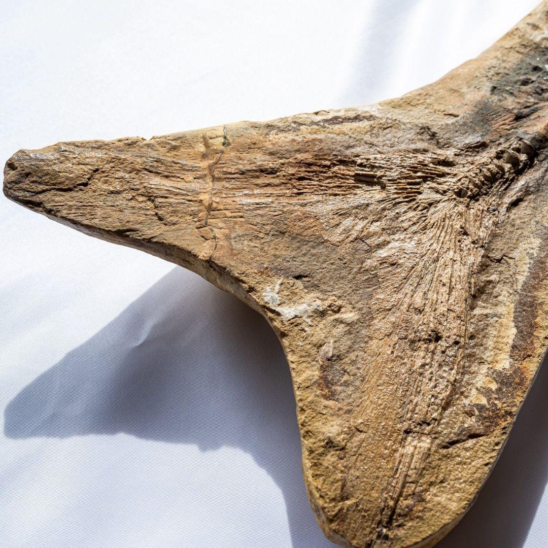 極上 古代魚 パラエロプス 全身 化石 本物 サンタナ層産 67.3cm pe1