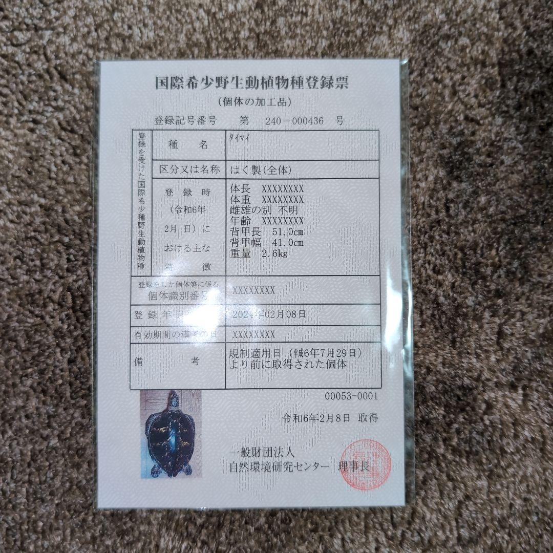 値下げしました】亀 剥製 アオウミガメ 国際希少野生動植物種登録票済