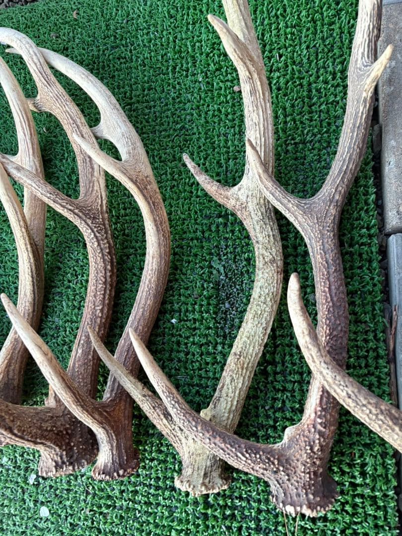 鹿の角 11本セット 66cm〜75cm位