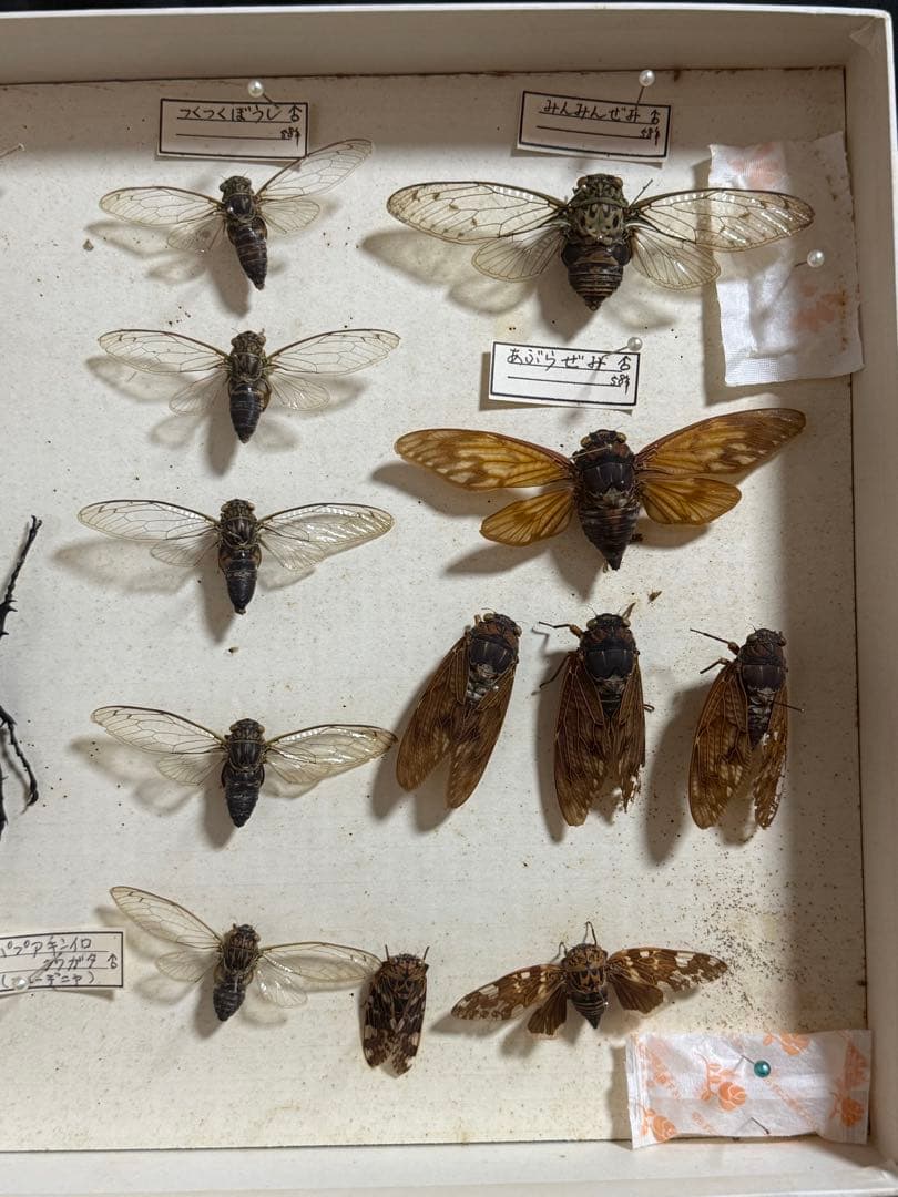 クワガタ セミ 蜻蛉など23点 昆虫標本 ケース入 送料込み250927