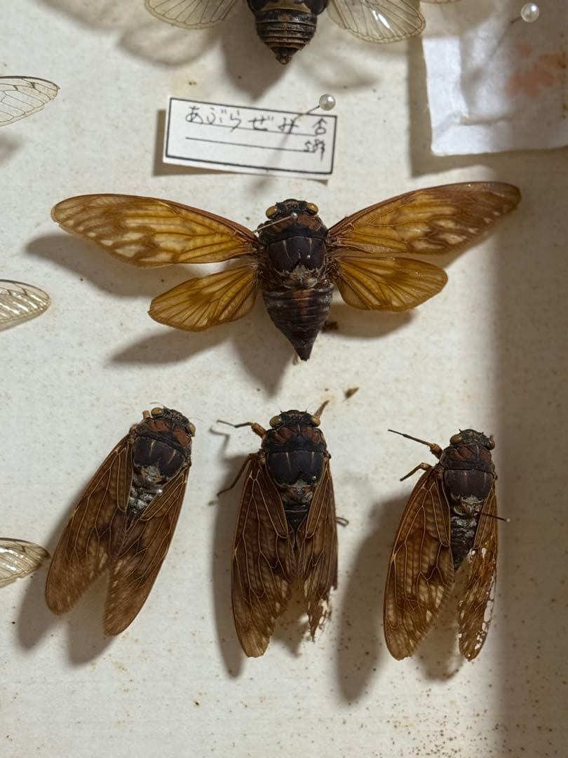 クワガタ セミ 蜻蛉など23点 昆虫標本 ケース入 送料込み250927