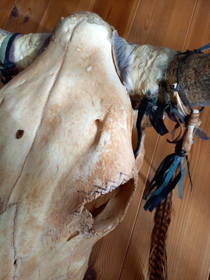 バッファロースカル #牛頭骨 #オブジェ 牛骨 2個セット