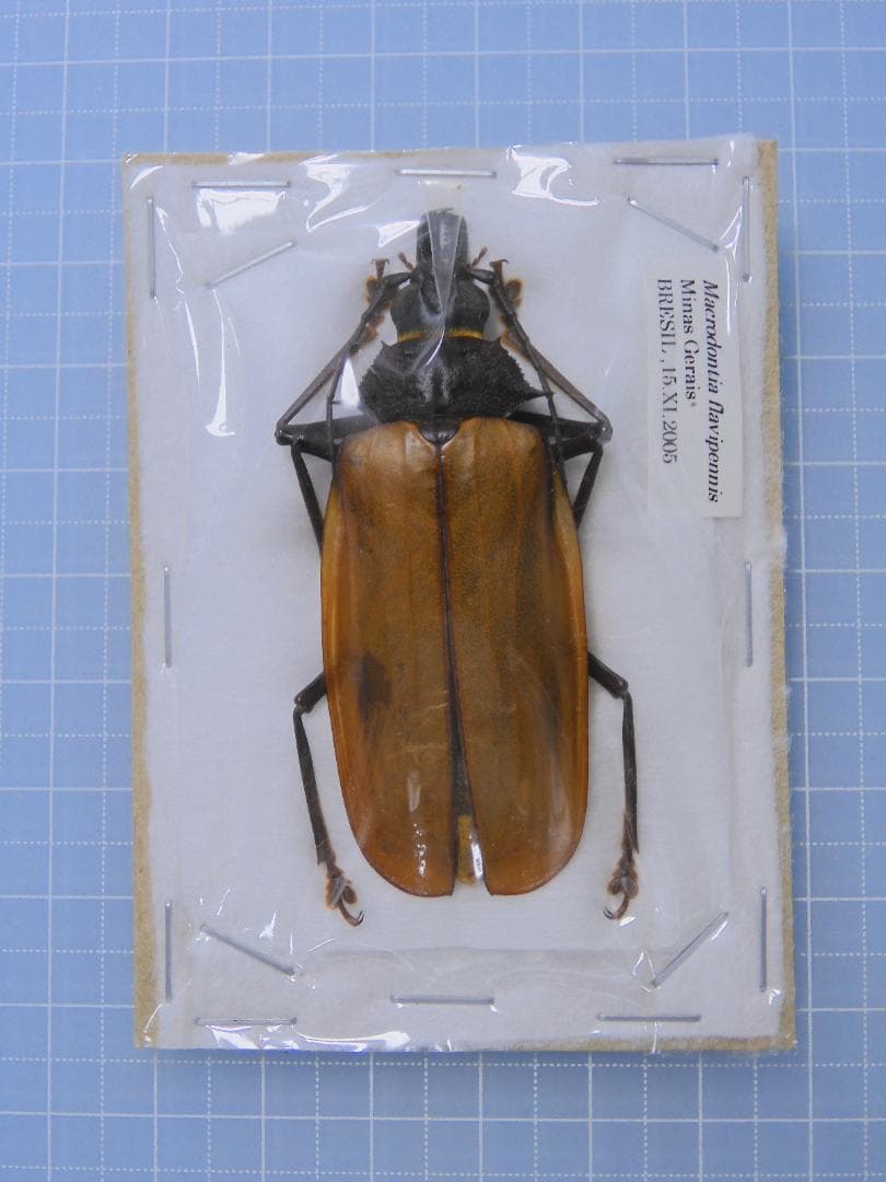 標本 Macrodontia flavipennis 61mm female 標本 Macrodontia flavipennis 61mm female 標本 Macrodontia