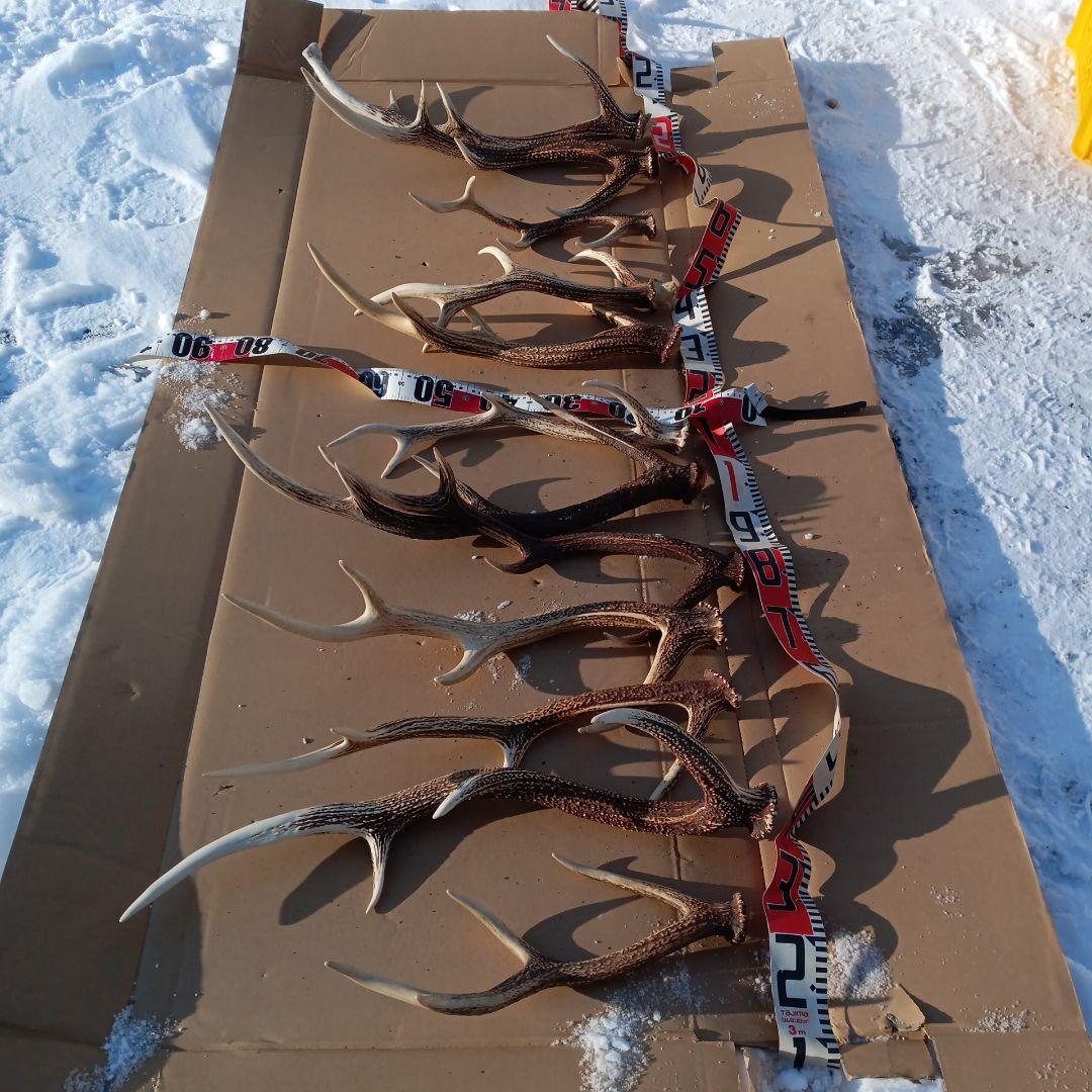 蝦夷鹿の角 　犬用おもちゃ　工芸品などにどうぞ　１２番 楽天市場】【小型犬用 蝦夷鹿の角】犬のおもちゃ 『鹿角さん』 髄出し