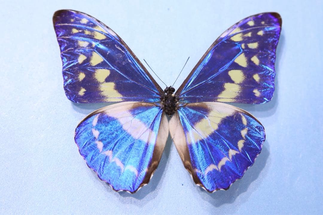 キプリスモルフォ！標本！5 キプリスモルフォ！標本！5 蝶標本「キプリスモルフォ」 - 海福雑貨通販部