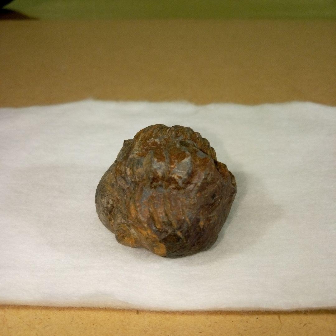 三葉虫 化石 三葉虫化石 究極のレトロ fossil ボリビア産 化石管理番号