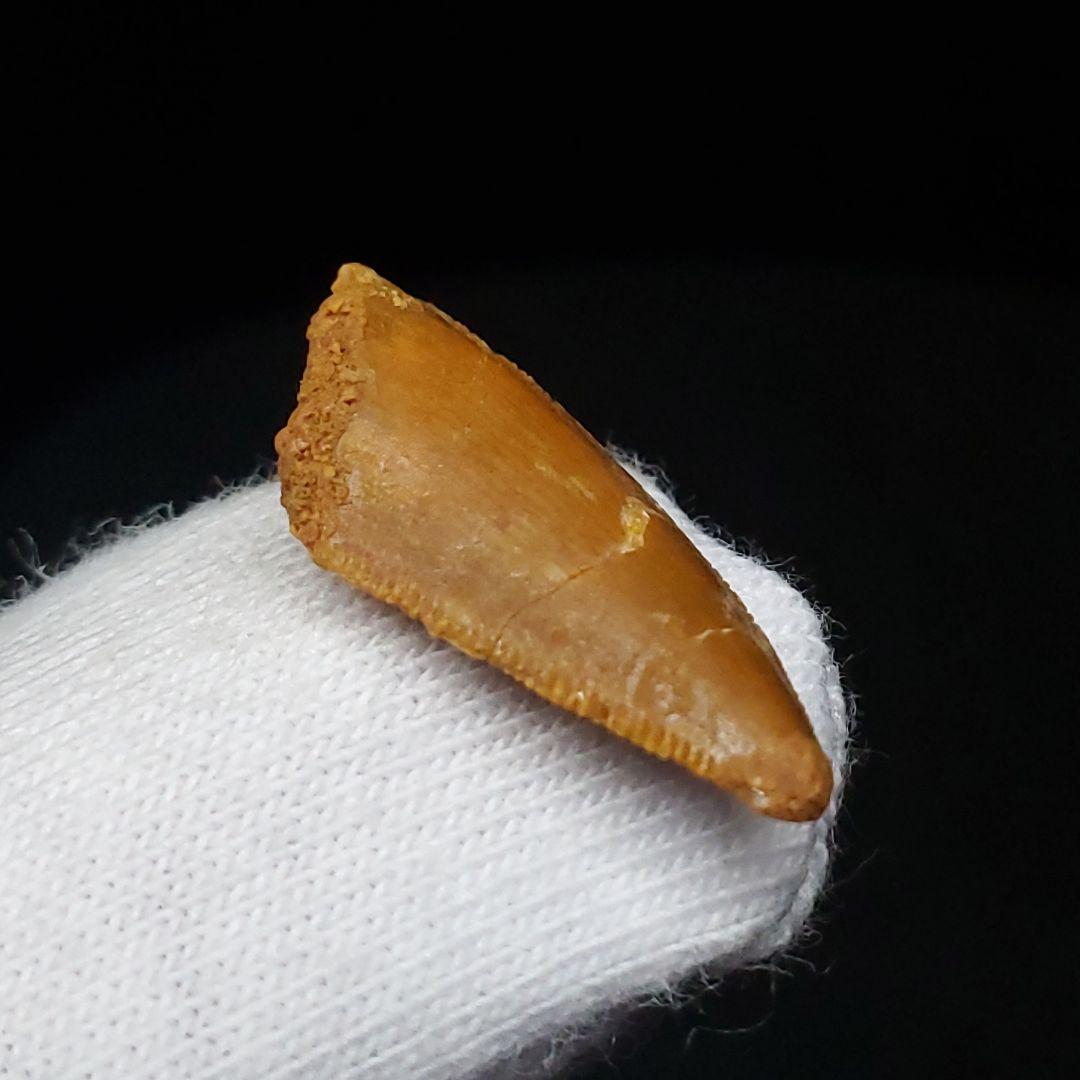 美品 ラプトル 化石 歯 恐竜 本物 モロッコ産 19.82mm fra4