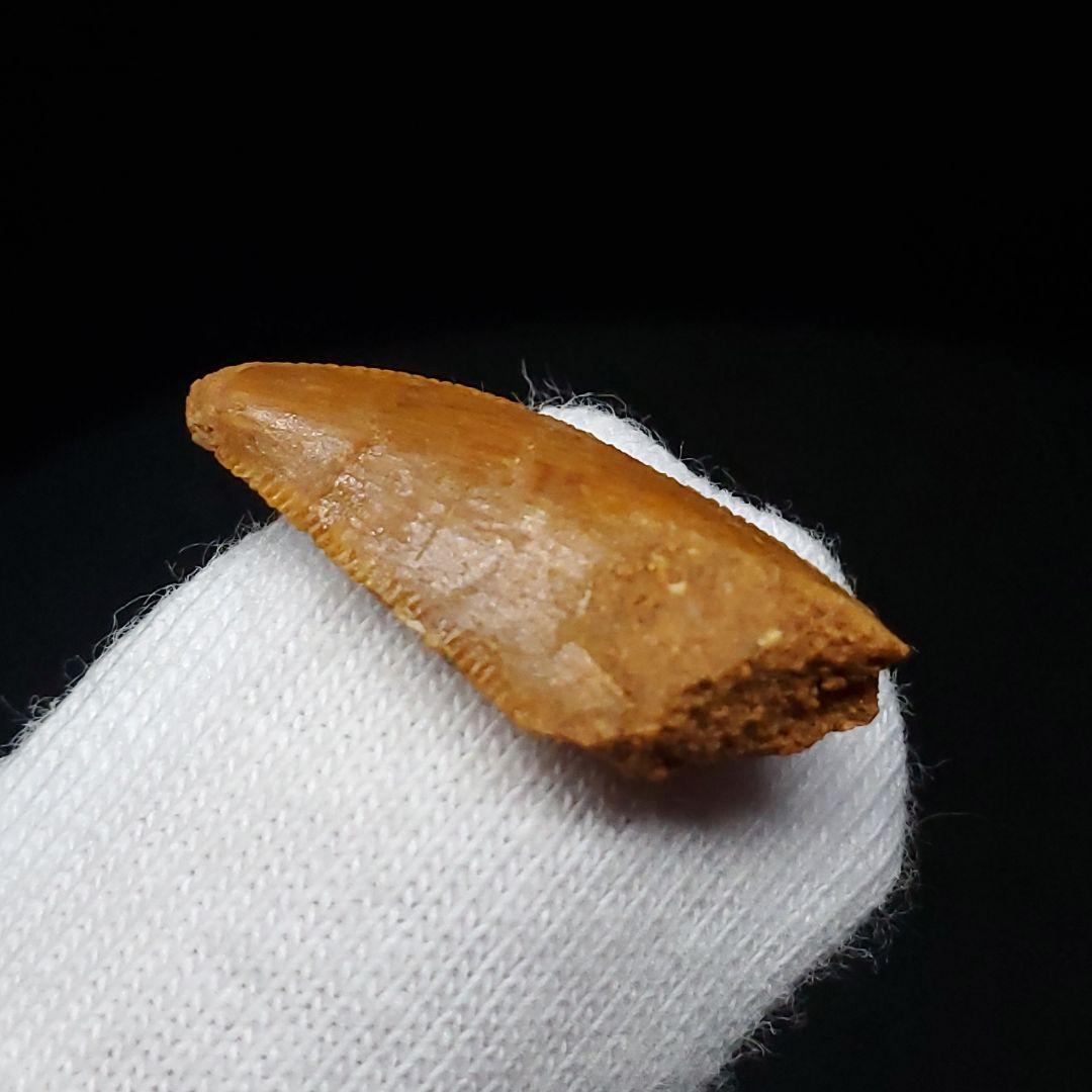 美品 ラプトル 化石 歯 恐竜 本物 モロッコ産 19.82mm fra4