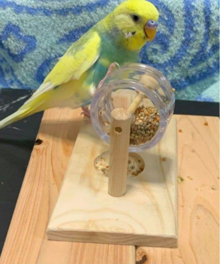 A8くるくるフォージントイ3点イセットバードトイ難易度高め