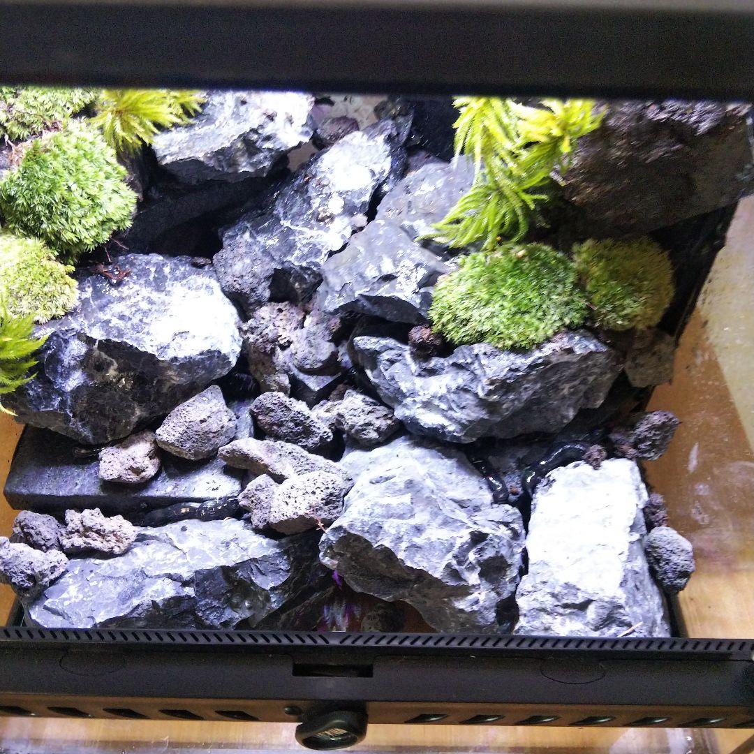 受注生産】イモリウムグラステラリウム3030 苔テラリウム アクア