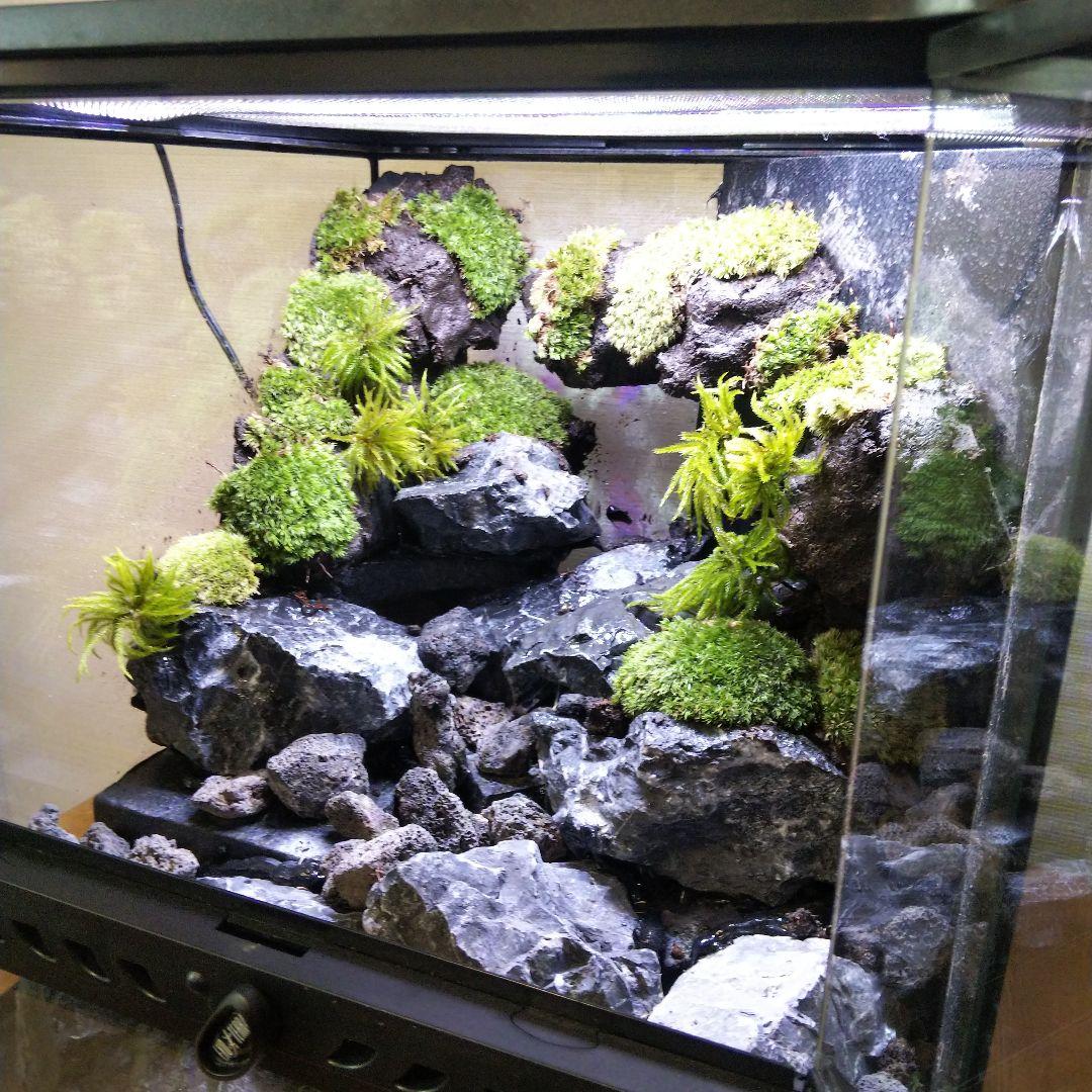 受注生産】イモリウムグラステラリウム3030 苔テラリウム アクア