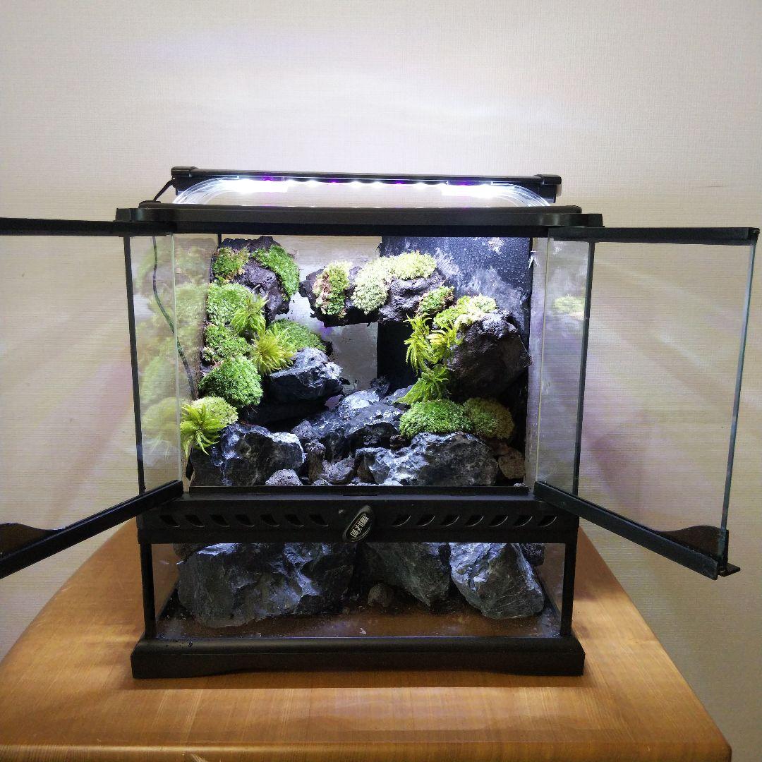 受注生産】イモリウムグラステラリウム3030 苔テラリウム アクア