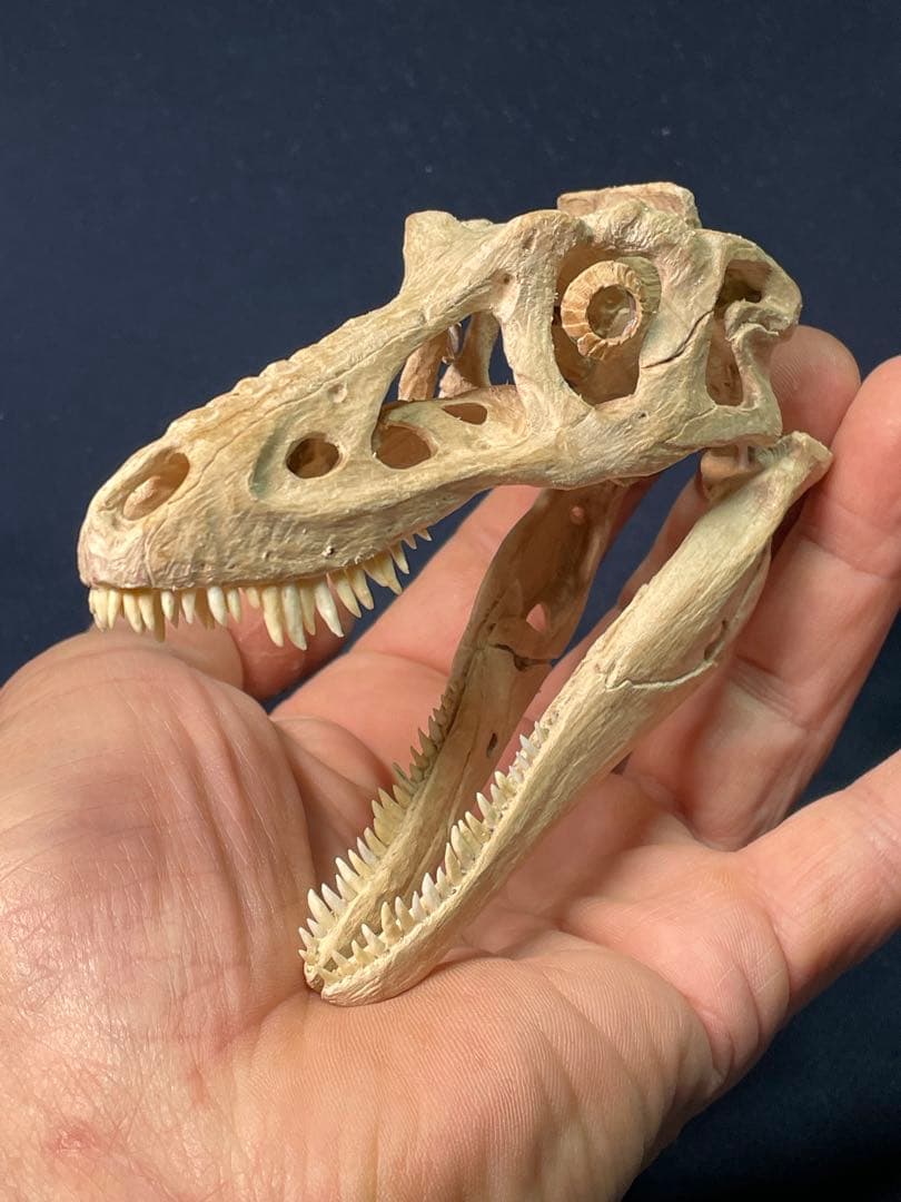 木彫　恐竜　キアンゾウサウルス　頭骨模型　10.5cm