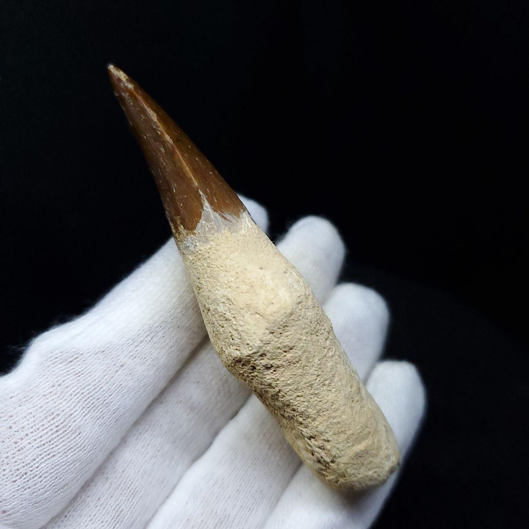 極上 歯根付き モササウルス 化石 歯 本物 74.15mm  mos67