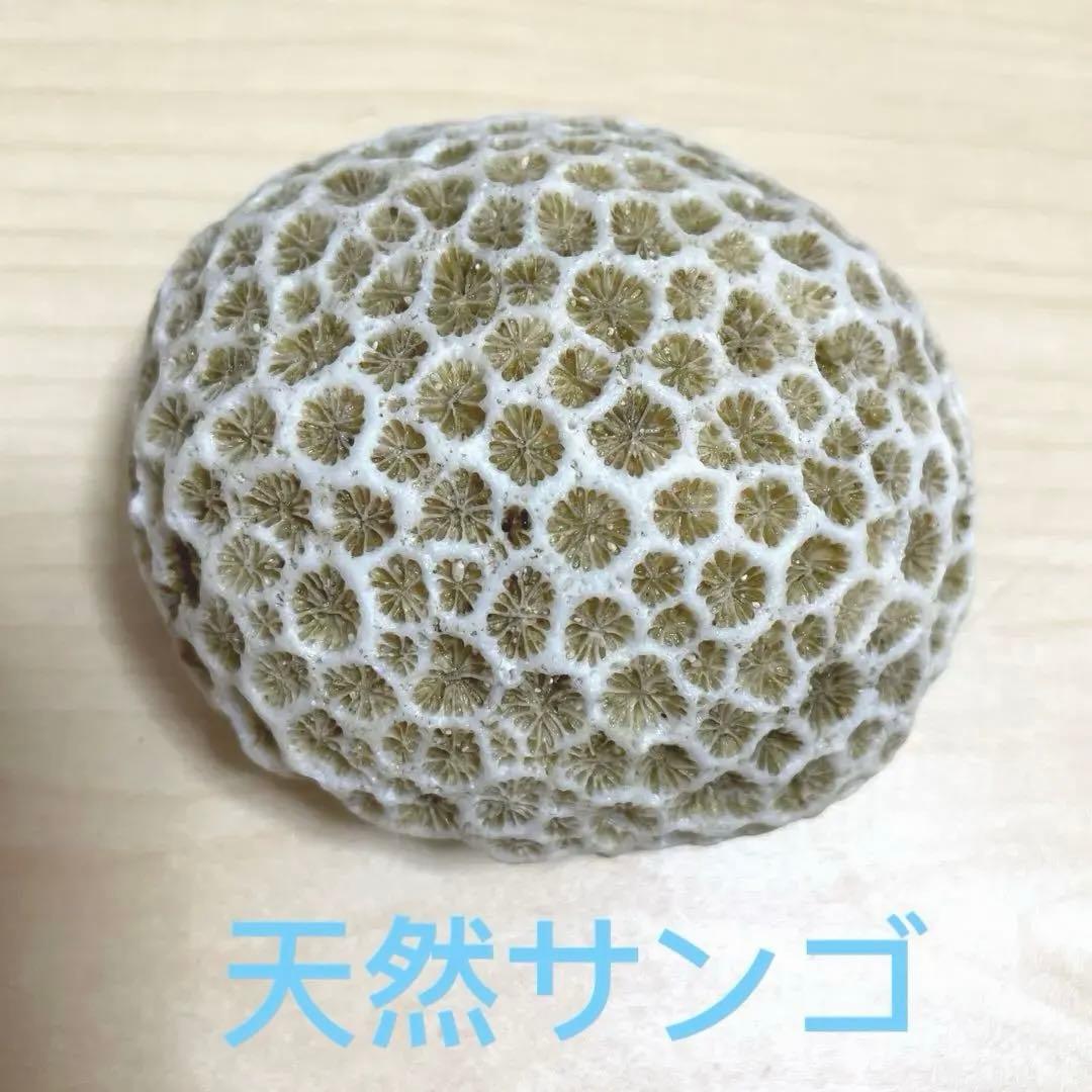 天然サンゴ 無漂白珊瑚 菊目石 - メルカリ
