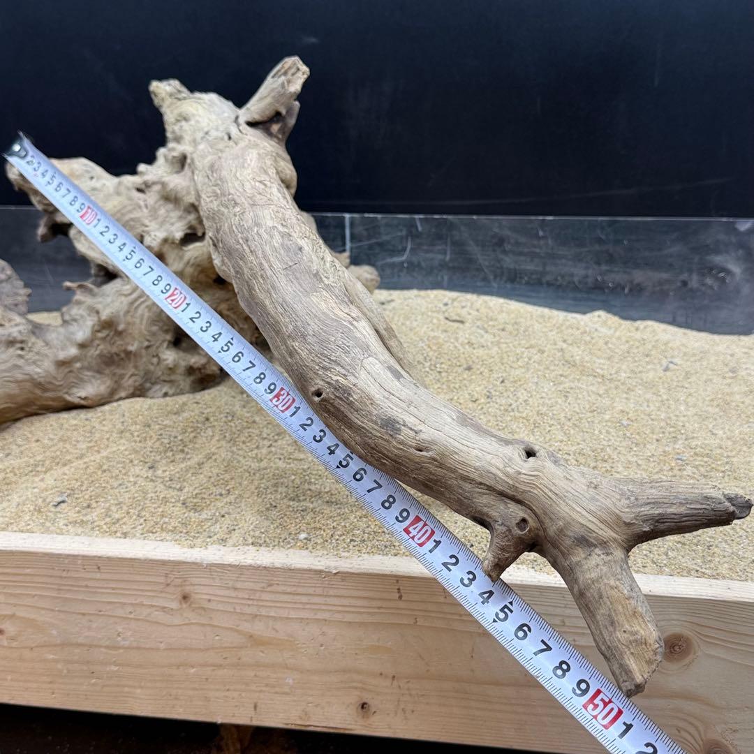 MJW-7215 「特大」ジンジャーウッド2本セット 天然流木 アクアリウム