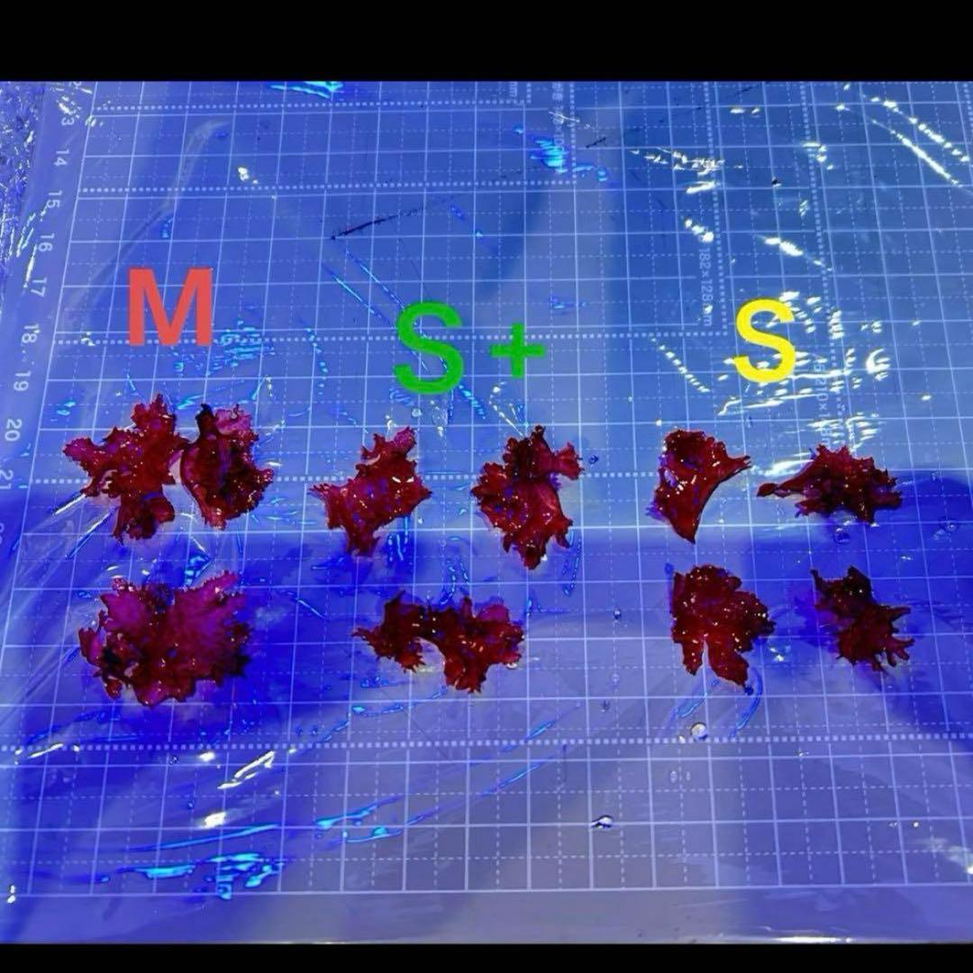 M アトミックブロッコリー ドラゴンブレス マリンプランツ 光る海藻