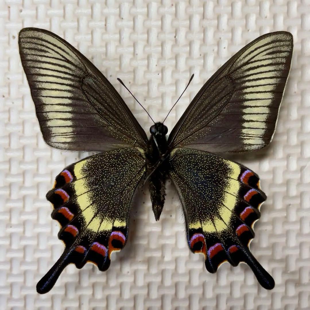 蝶標本 北海道産 極美麗ミヤマカラスアゲハ春型♂ 飼育完品⭐️