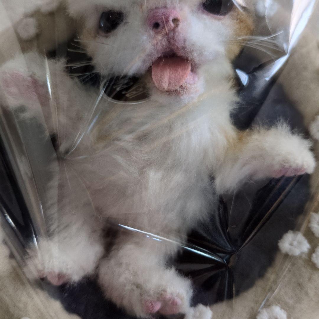 S*n様 作家物 猫 ネコ アートドール エキゾチック