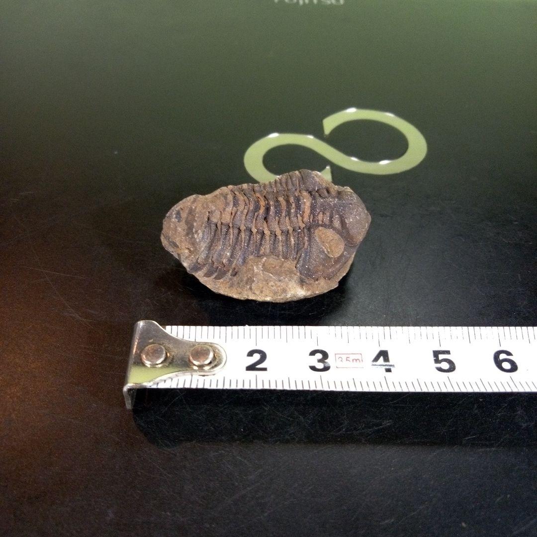 三葉虫化石fossilボリビア産trilobiteノジュール判別⑨