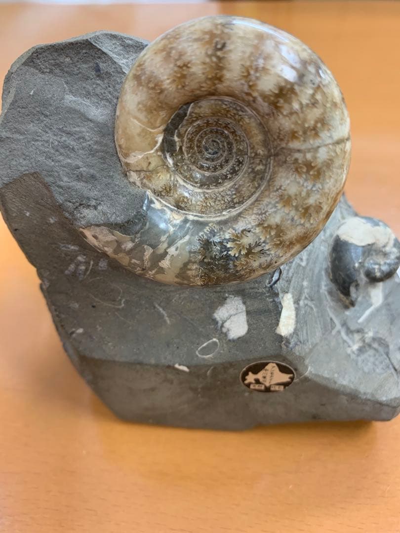 専用 北海道中川産 アンモナイト 化石 - メルカリ