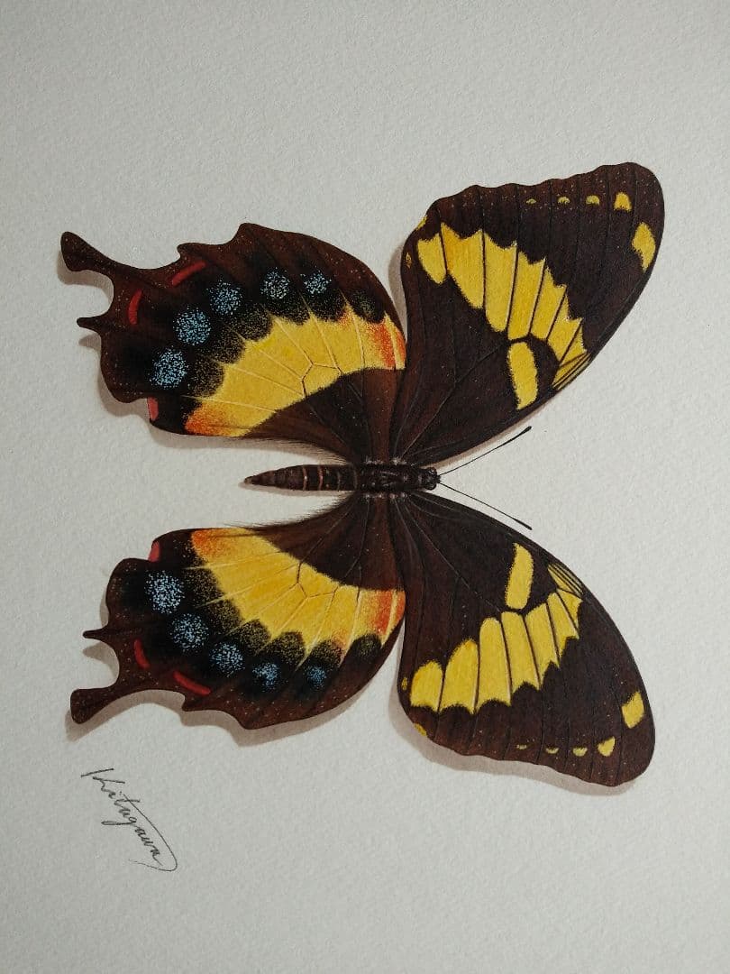 ホメルスアゲハ　「ジャマイカ」