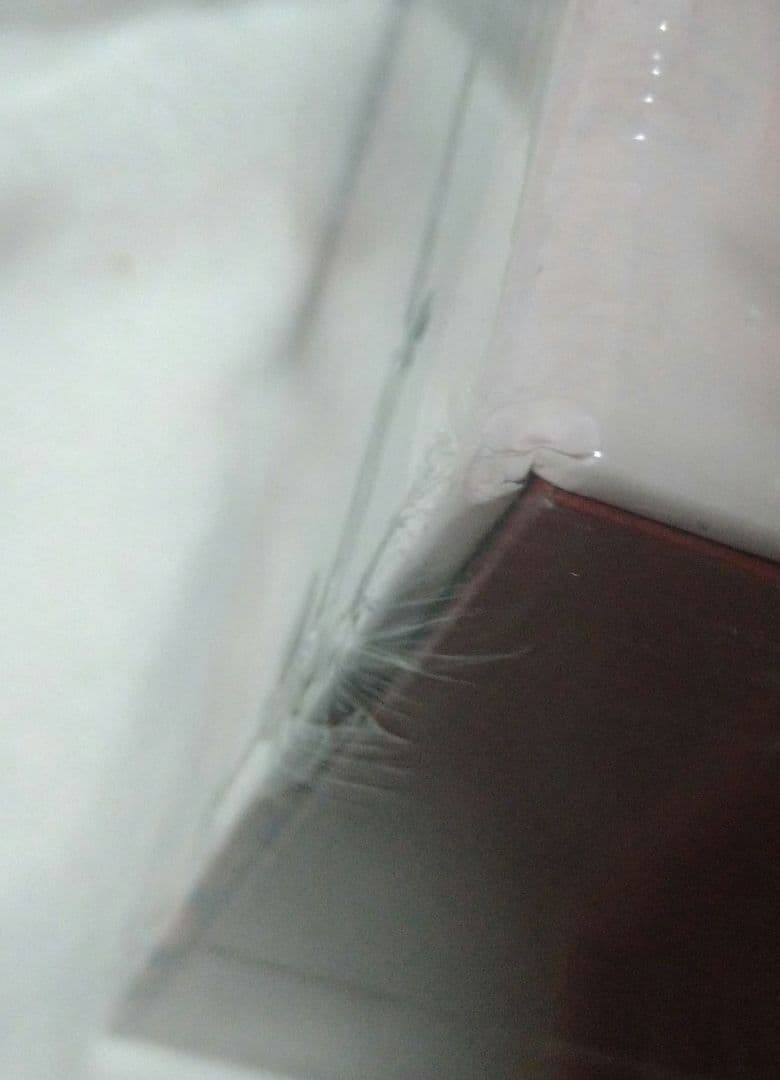 二哈和他的白猫師尊　タイ語版　特装版　BOX