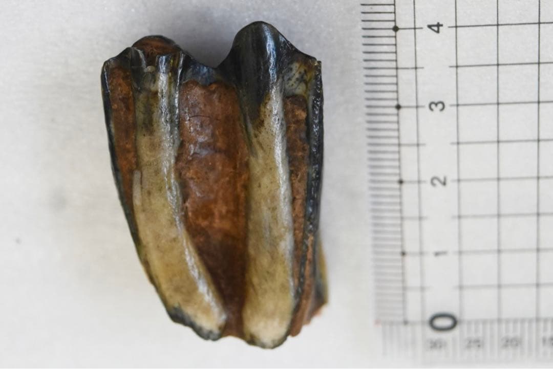 沖縄県産 哺乳類の歯化石