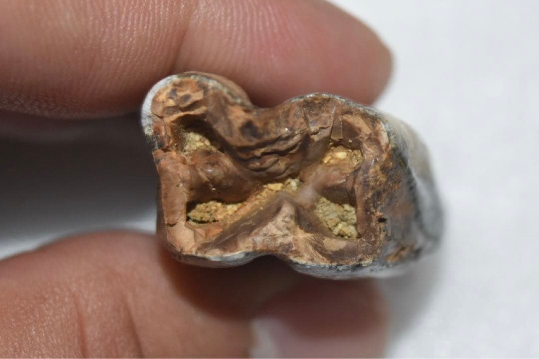 沖縄県産 哺乳類の歯化石