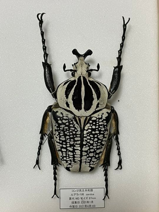 大型シラフオオツノハナムグリ(ゴライアス・オリエンタリス)ペア標本