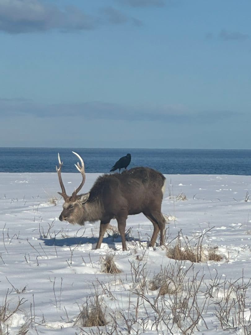 アキレス腱ジャーキー500g サワディーカー様 無添加 無着色