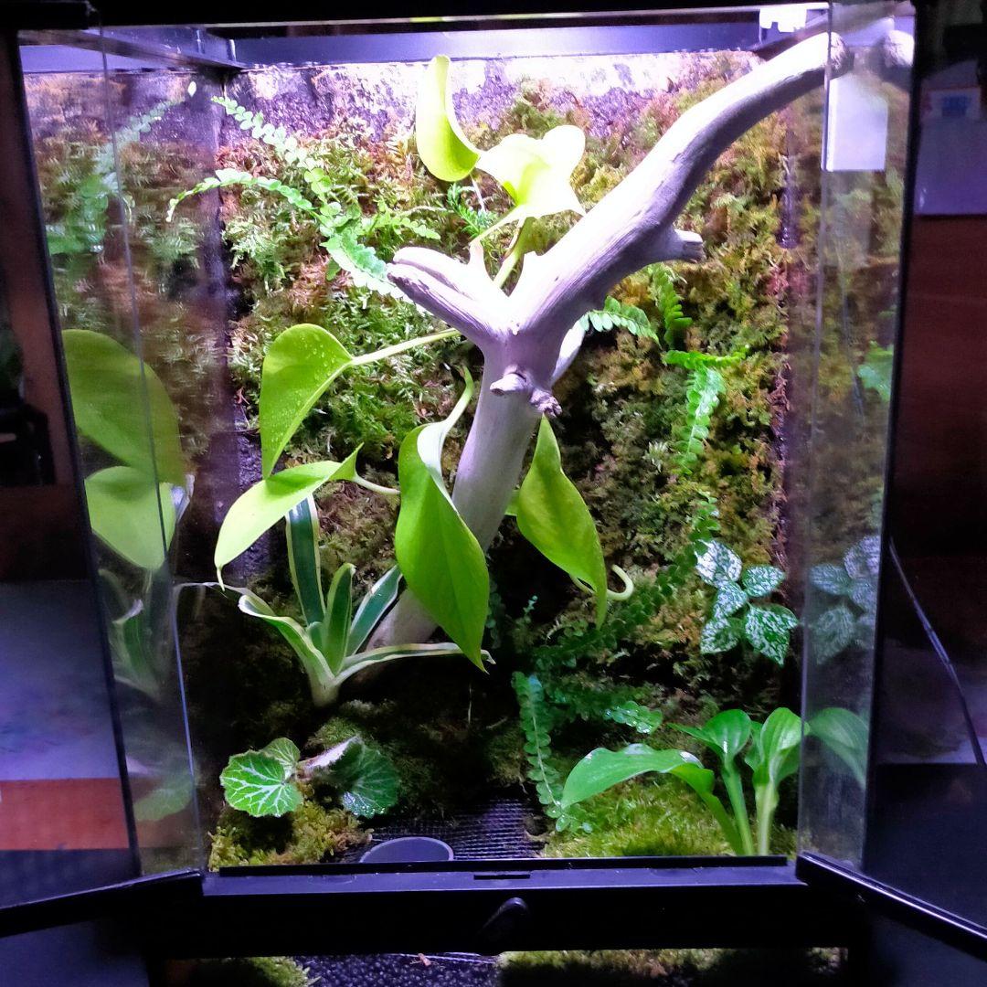 隠れ家付き！苔テラリウム、生体飼育ケージ - メルカリ