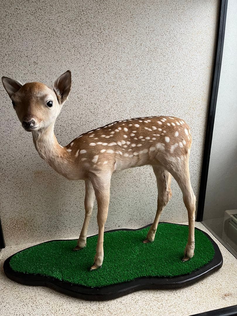 小鹿 子鹿 剥製 北海道より