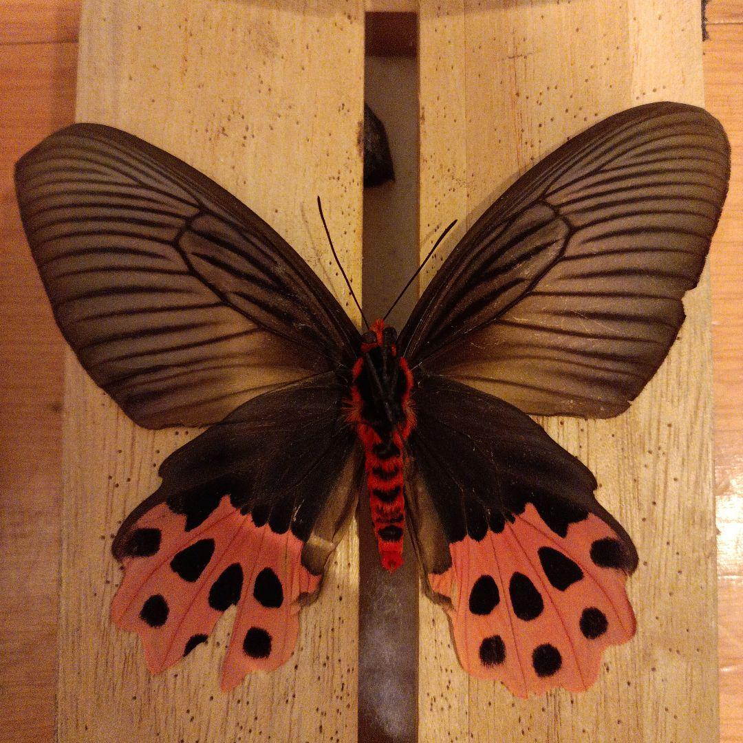 外国産蝶標本 アカメガネトリバネアゲハ（斑紋異常）A-pair ハルマヘラ