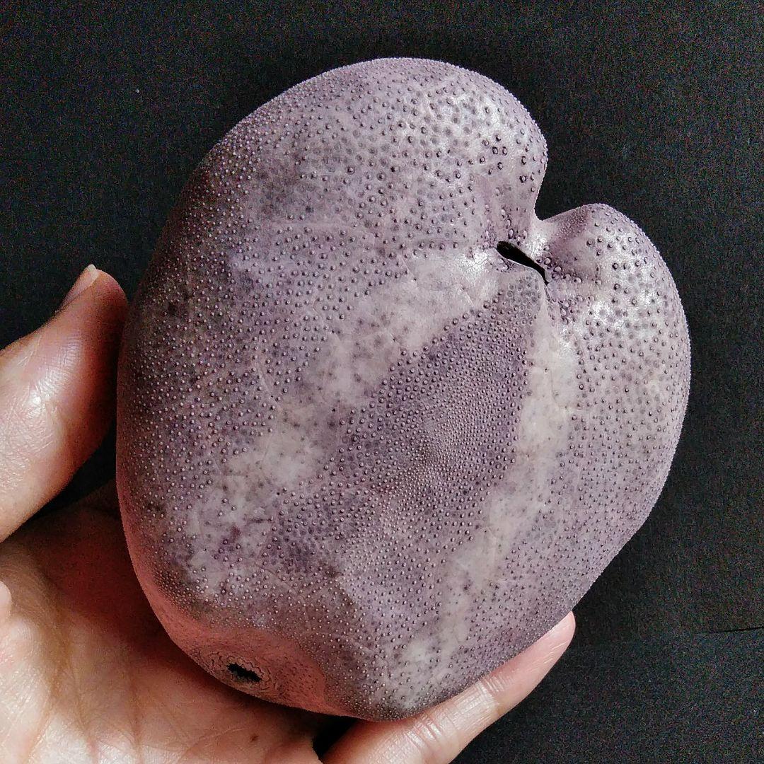 骨格 標本 ウニ 殻 ブンブク