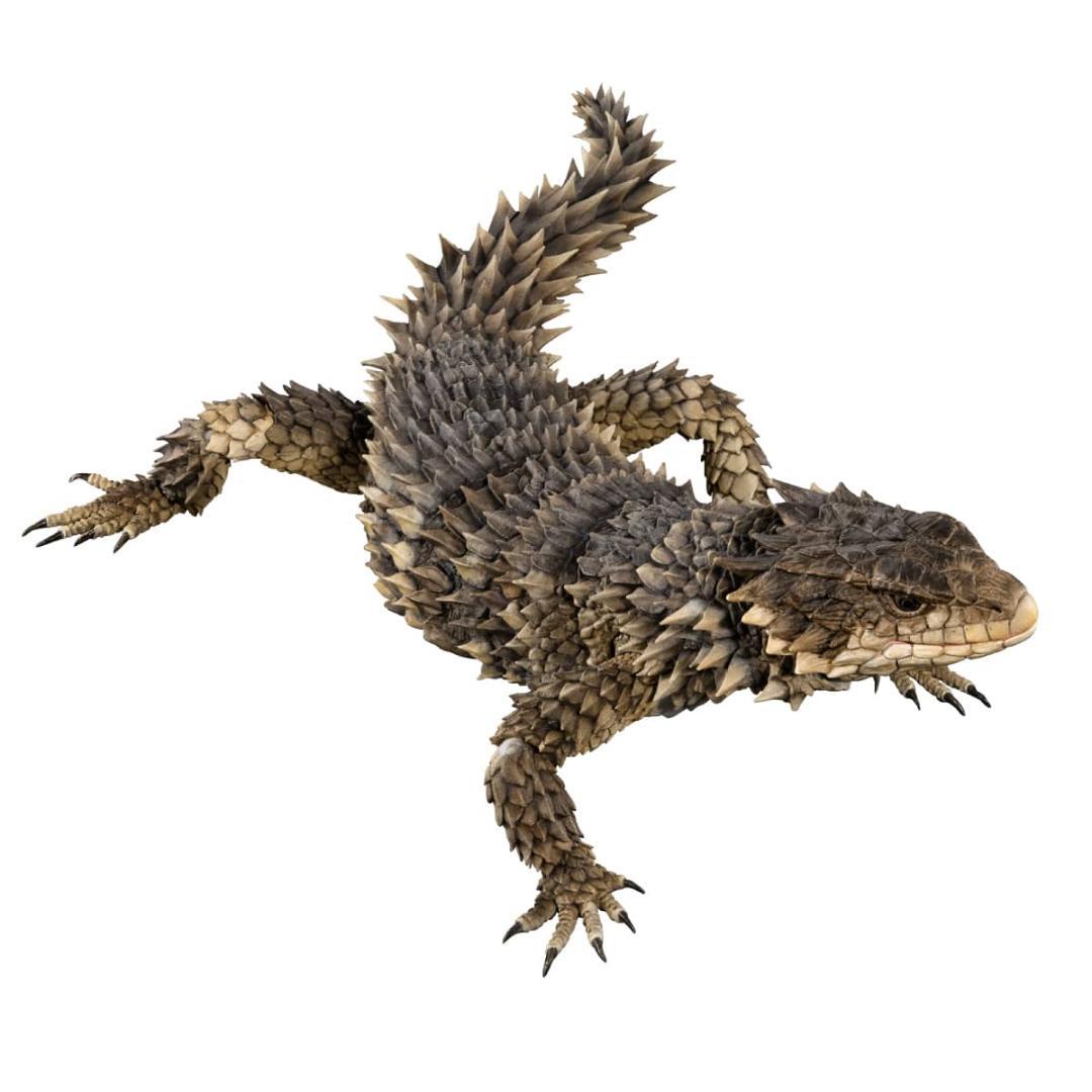 いきもの大図鑑アルティメット　オオヨロイトカゲ　輸送箱未開封 伝票貼跡なし