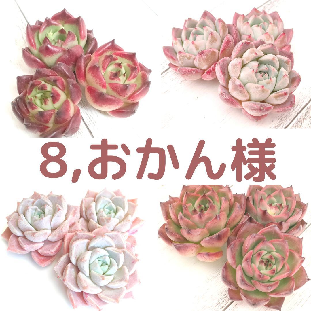 ADA 30周年記念 FCツールトレイ アースホワイト 値下げ】ADA 30周年