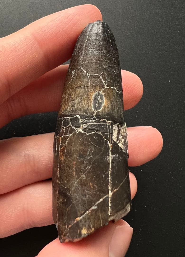 サルコスクスの歯 ワニ 恐竜 化石 白亜紀 ニジェール