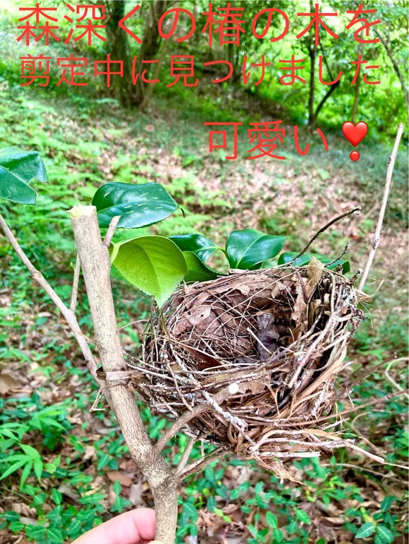 天然野生＊野鳥＊とっても可愛い枝付き【鳥の巣】巣＊小鳥の巣