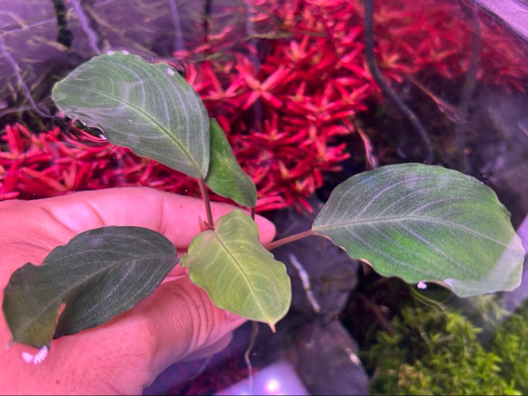 TB便】Bucephalandra sp.Pearl gray 水上育成大株