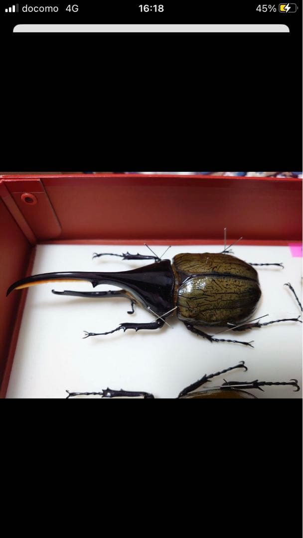 最終値下げ】大型ヘラクレスリッキー標本145mm（ブルー系） - メルカリ