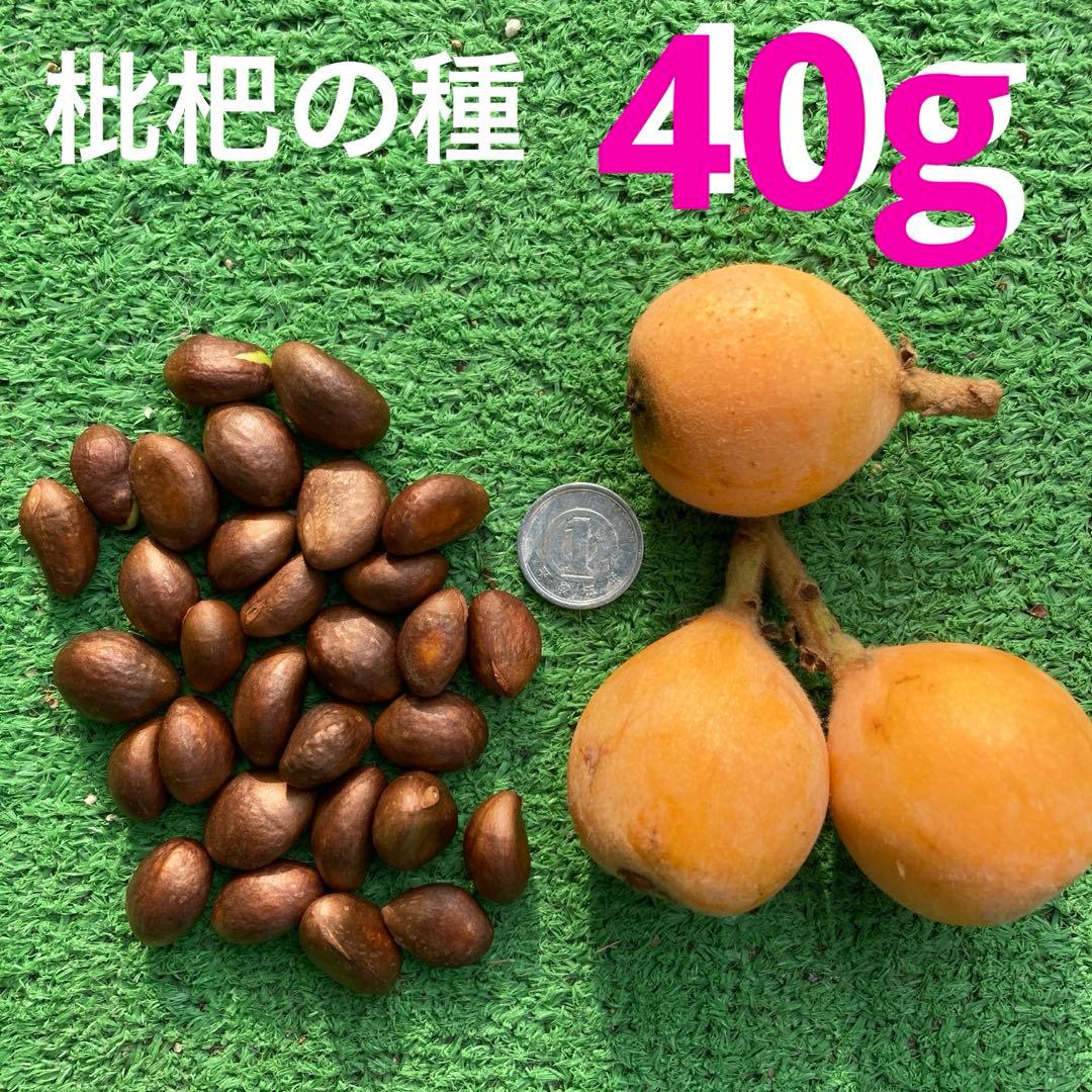 びわの種(完全無農薬)