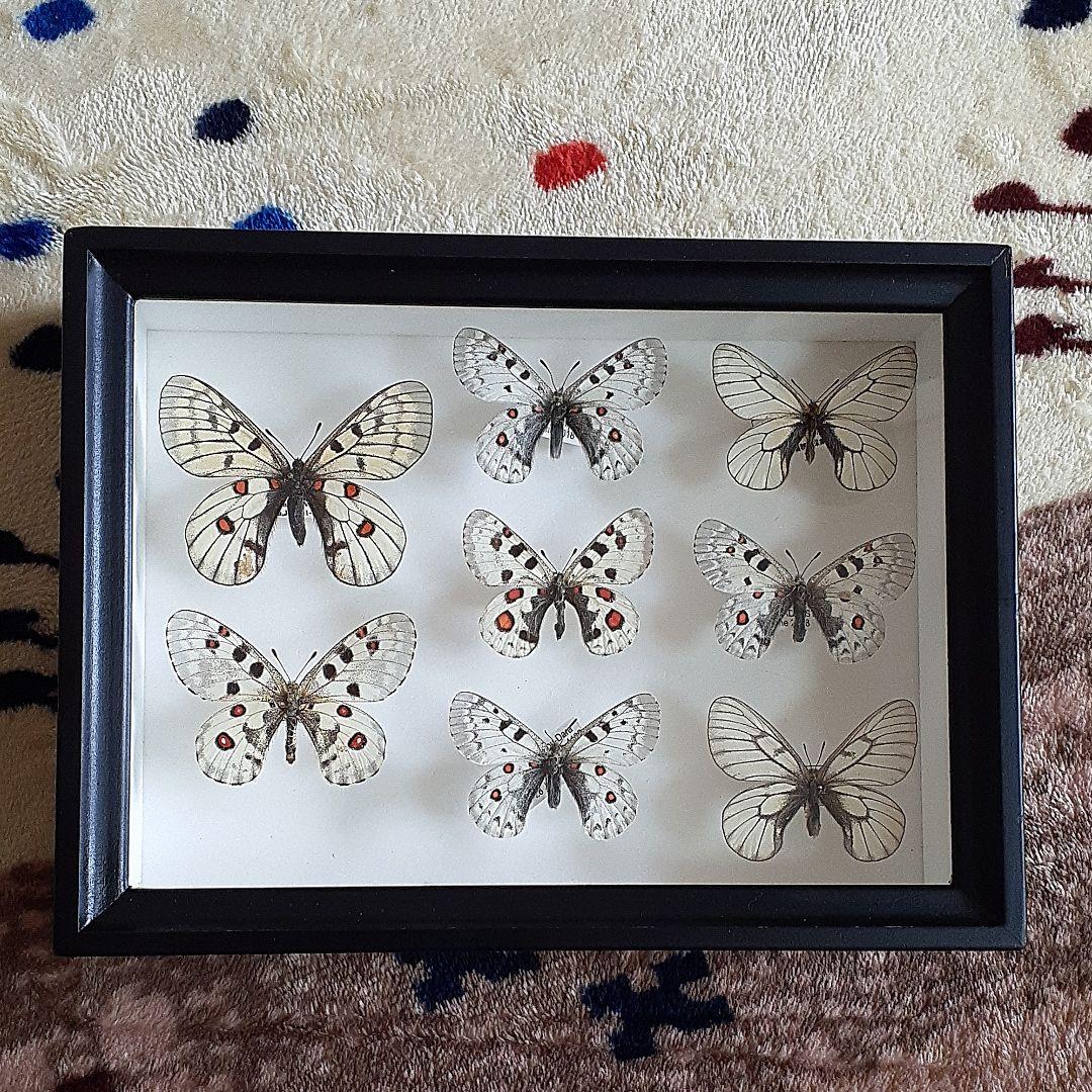 最高 バードウィング社製ドイツ箱 小型 標本箱 ウスバシロチョウセット