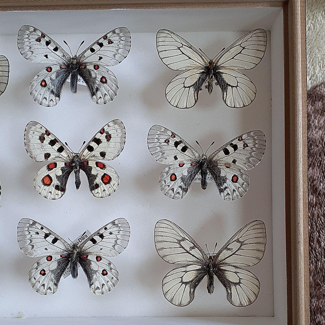 最高 バードウィング社製ドイツ箱 小型 標本箱 ウスバシロチョウセット